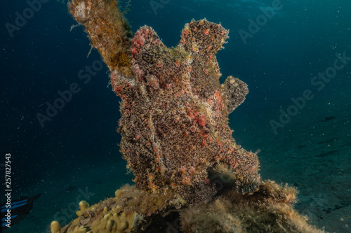  Frogfish in the Red Sea Colorful and beautiful, Eilat Israel