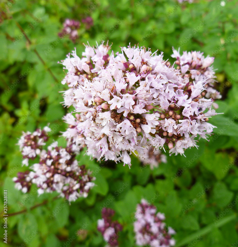 Purple flower of common oregano herb (origanum vulgare), wild plant marjoram flowers on green leaves background. Close up, selective focus. Purple flower of common oregano herb (origanum vulgare), wild plant marjoram flowers on green leaves background. Close up, selective focus.