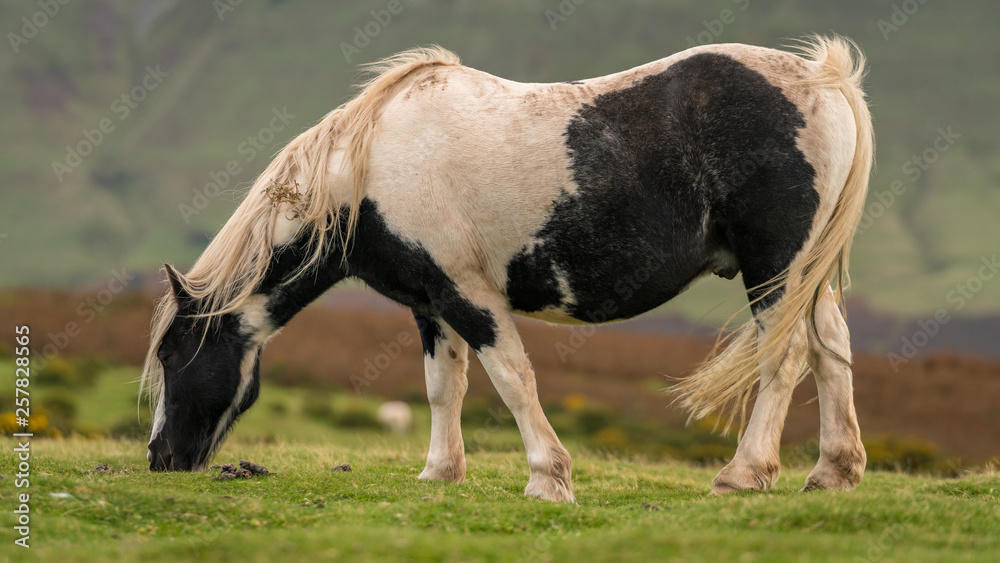 A wild horse near Hay Bluff and Twmpa in the Black Mountains, Wales, UK A wild horse near Hay Bluff and Twmpa in the Black Mountains, Wales, UK