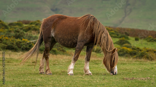 A wild horse grazing near Hay Bluff and Twmpa in the Black Mountains  Wales  UK