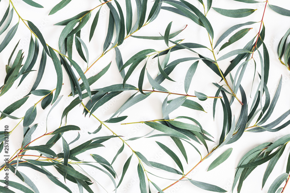 Eucalyptus leaves on white background. Pattern made of eucalyptus branches. Flat lay, top view Eucalyptus leaves on white background. Pattern made of eucalyptus branches. Flat lay, top view
