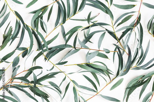 Eucalyptus leaves on white background. Pattern made of eucalyptus branches. Flat lay, top view