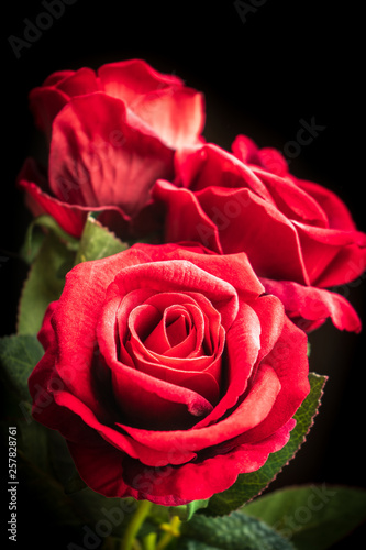 Red roses on black background