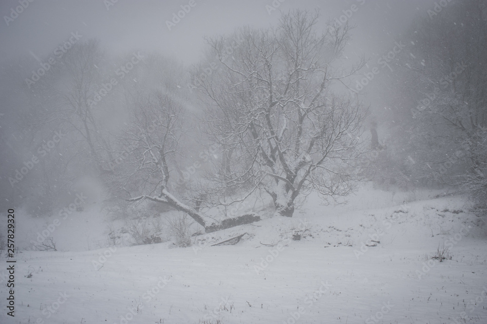 Fototapeta premium winter landscape with trees and snow