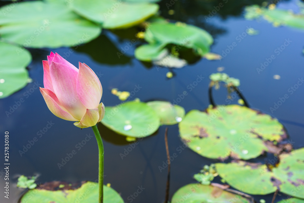 colorful pink lotus bud flowers colorful pink lotus bud flowers