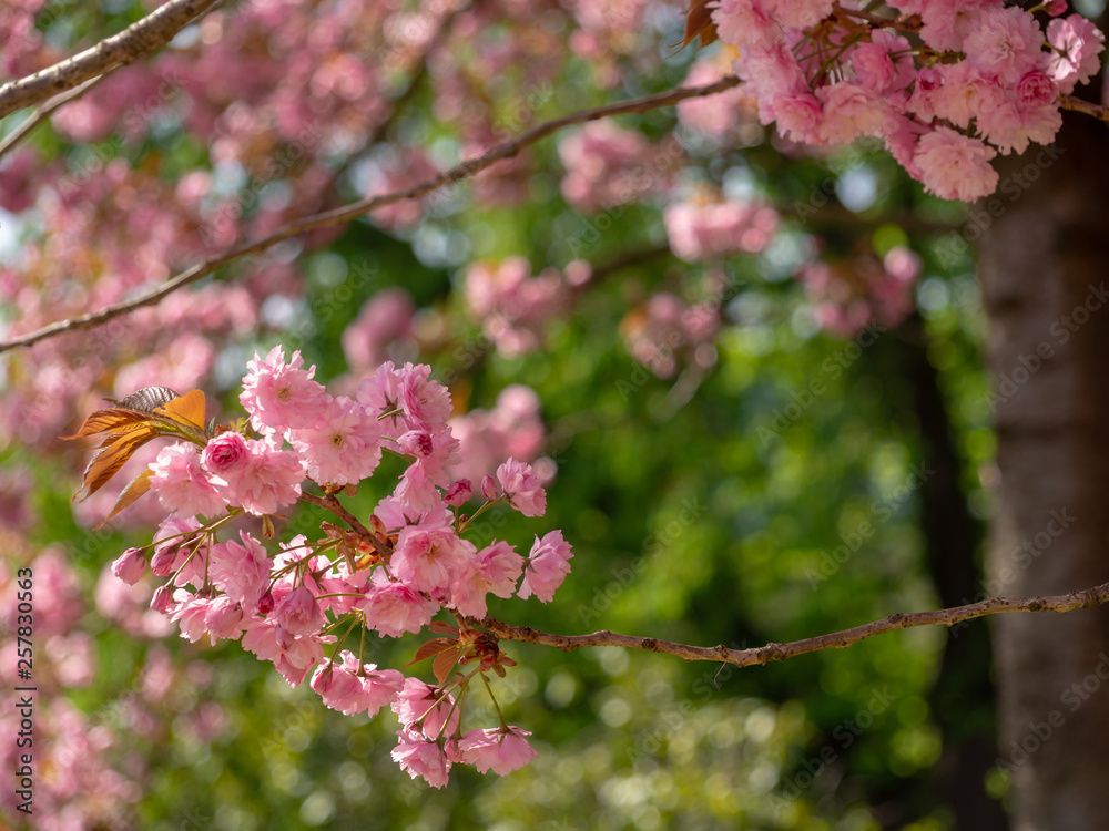Obraz premium Kirschblüten am Baum bei Tageslicht im Frühling. Selektiver Fokus vor unscharfem Hintergrund.
