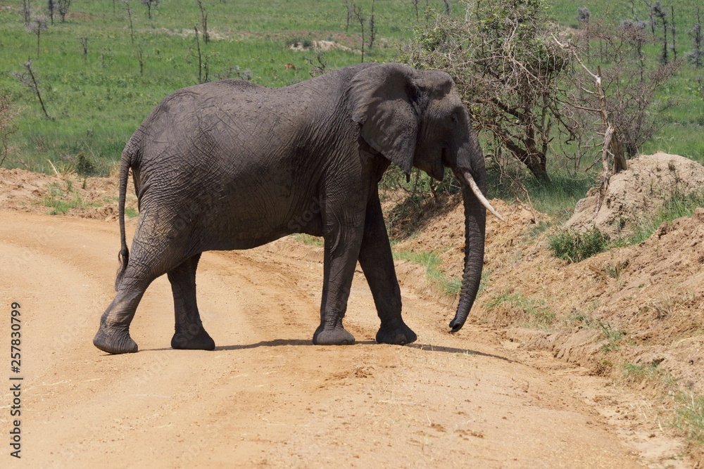Fototapeta premium elephant in uganda