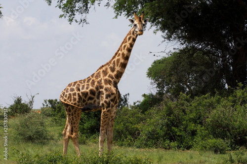 giraffa in uganda