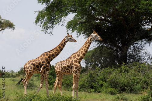 giraffes in uganda