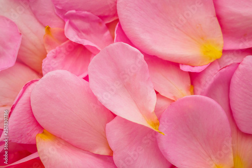 beautiful pink rose petals for Valentines day background top view