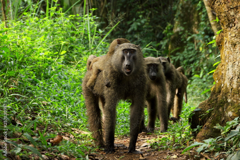 Obraz premium baboons