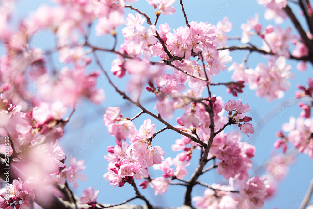 桜 SAKURA