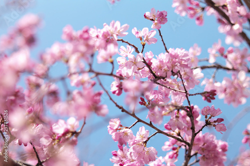 桜 SAKURA