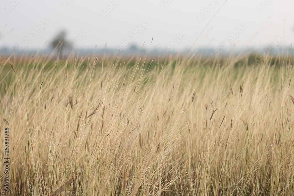 Obraz premium grassland background