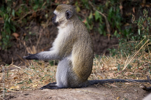 portrait of vervet monkey