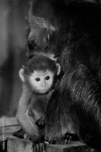 A baby macaque monkey.