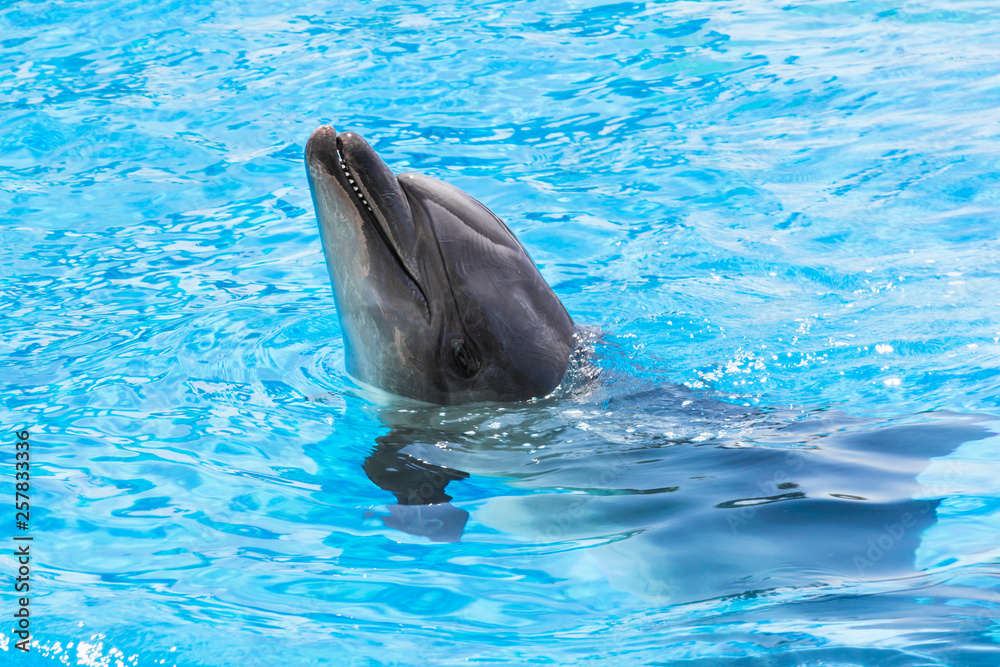 Fototapeta premium Dolphin