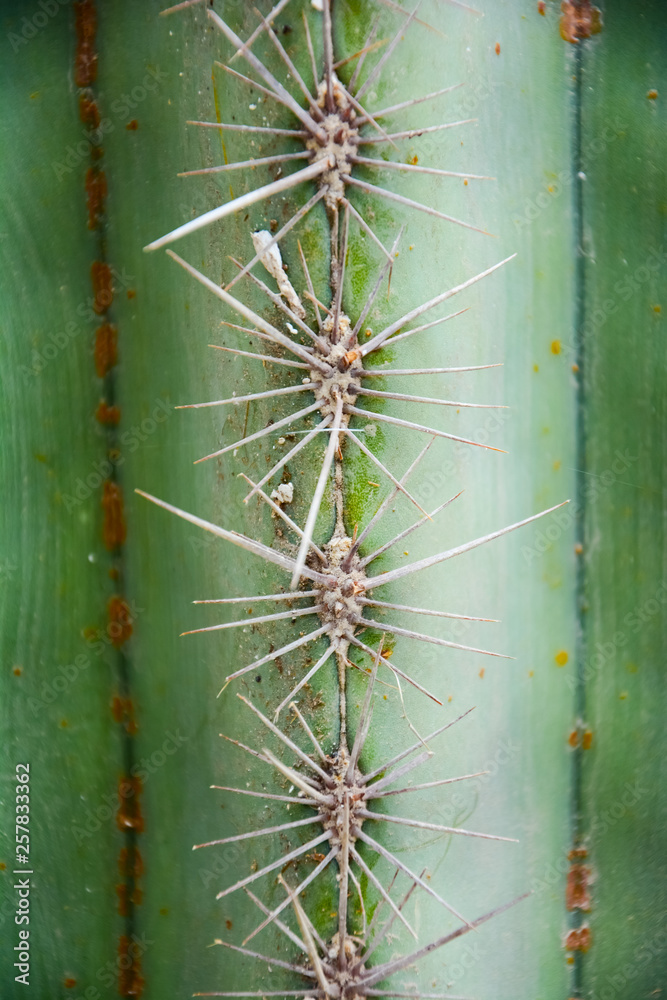Thorn of Golden barrel cactus or Echinocactus grusonii Hildm, this is the desert tree which were many thorns , its body look like the green ball and white flower Thorn of Golden barrel cactus or Echinocactus grusonii Hildm, this is the desert tree which were many thorns , its body look like the green ball and white flower