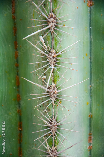 Thorn of Golden barrel cactus or Echinocactus grusonii Hildm, this is the desert tree which were many thorns , its body look like the green ball and white flower
