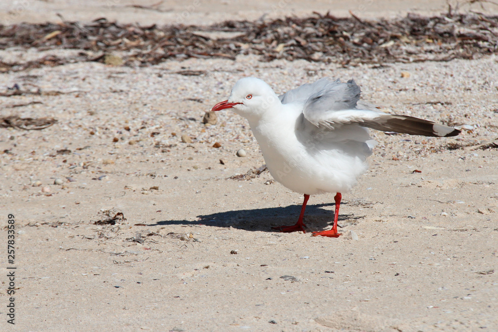 Fototapeta premium Seagull (Australia)
