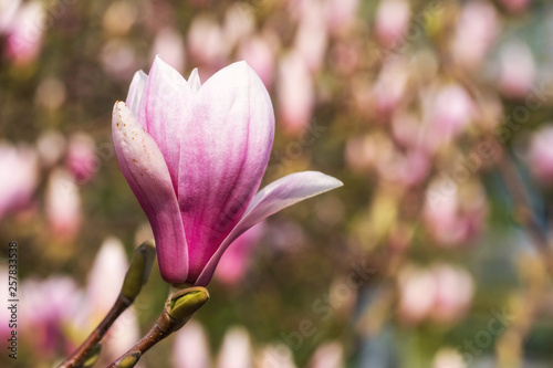 Nahaufnahme einer Mangolienblüte © fotografci