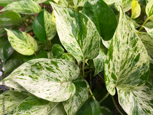 The Golden pothos were planted in a potted plant, this is the detail of green leaf of garden tree