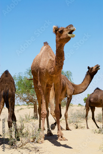 Female camels call for their calfs kept in a coral in the Thar desert near Jamba, Rajasthan, India.