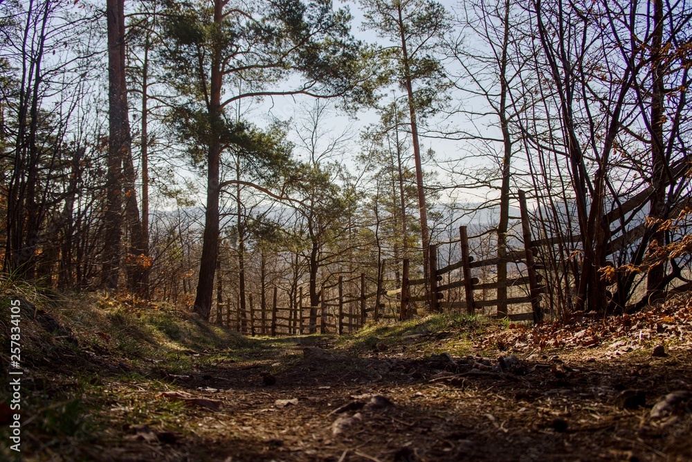 Forest path in the spring forest in the country. Forest path in the spring forest in the country.