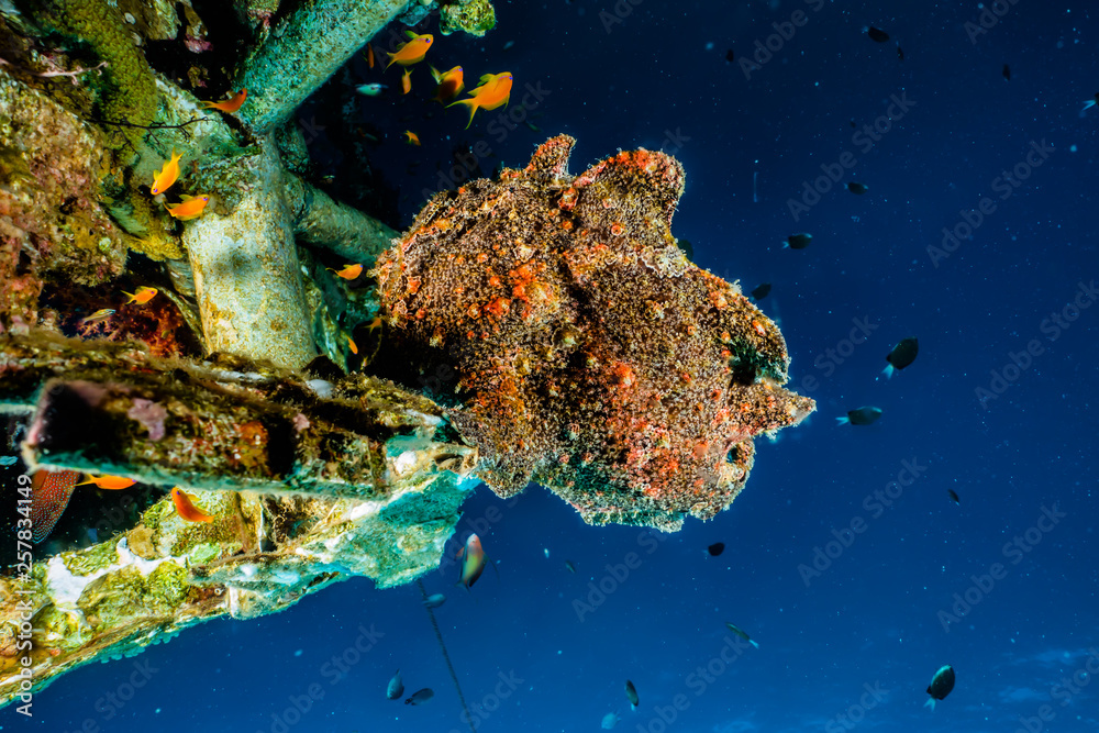 Obraz premium Frogfish in the Red Sea Colorful and beautiful, Eilat Israel