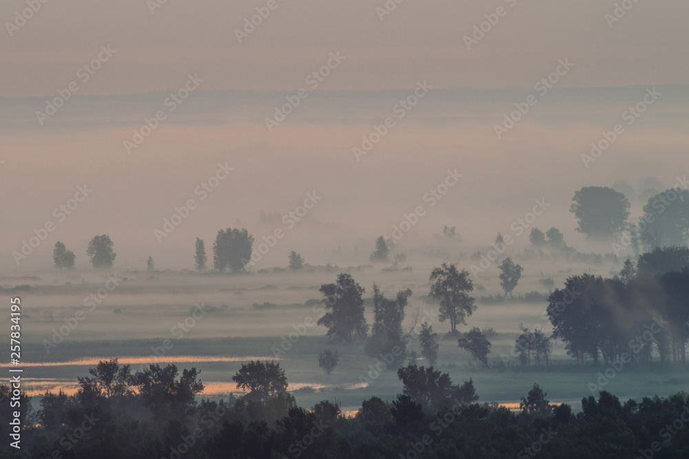 Mystic view on forest under haze at early morning. Mist among tree silhouettes under predawn sky. Gold light reflection in water. Calm morning atmospheric minimalistic landscape of majestic nature.