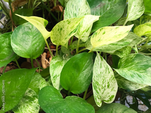 The Golden pothos were planted in a potted plant, this is the detail of green leaf of garden tree