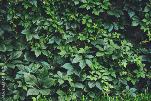 Hedge of big green leaves in spring. Green fence of parthenocissus henryana. Natural background of girlish grapes. Floral texture of parthenocissus inserta. Rich greenery. Plants in botanical garden. photo