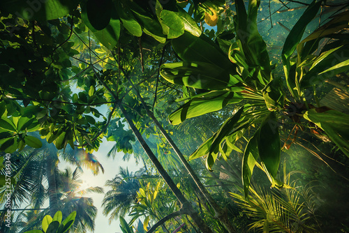Fototapeta Naklejka Na Ścianę i Meble -  a mysterious atmosphere with palms in the jungle, exotic trees in maldives