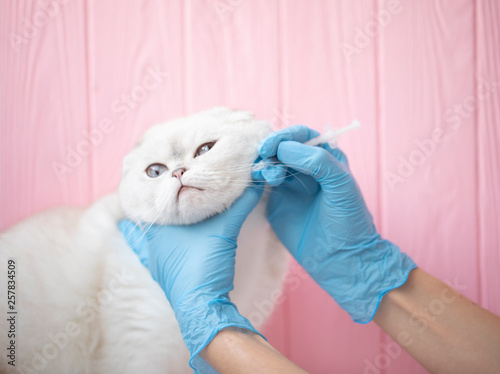 Fototapet Veterinarian vaccinating cat in clinic, closeup