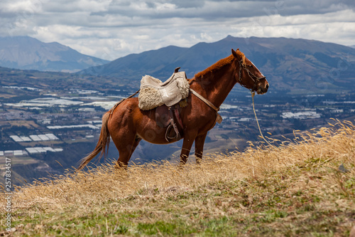 Beautiful brown horse with white mount on the mountain