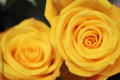 blurred background with beautiful elegant yellow roses  selective focus