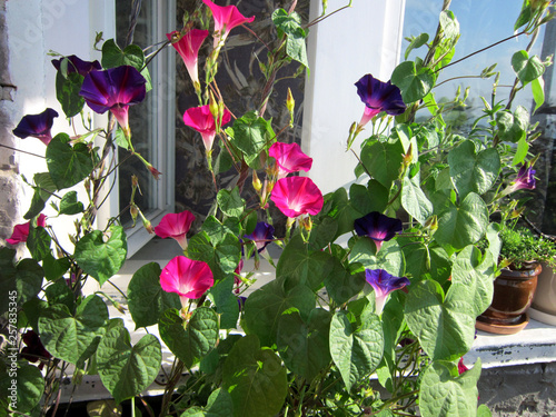 Purple and pink flowers of morning glory (ipomoea) in small urban garden on the balcony.