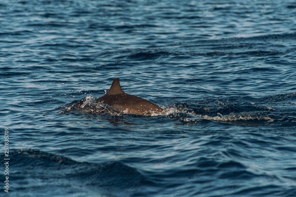 Obraz premium watching dolphins at sunset or at sunrise, dolphins in the indian ocean