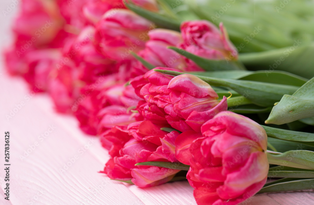 Tulips background. A bouquet of red and pink spring tulips on a colorful background
