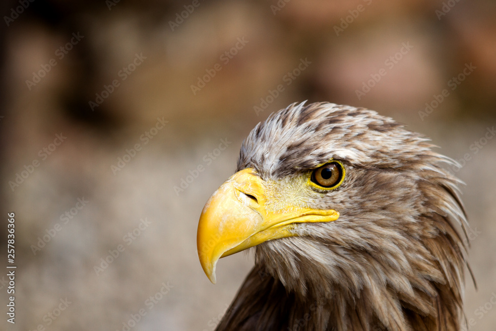 Adler Adler