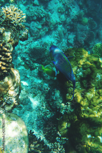 colorful fishes and corals, underwater life in Maldives, snorkeling and diving in exotic destination