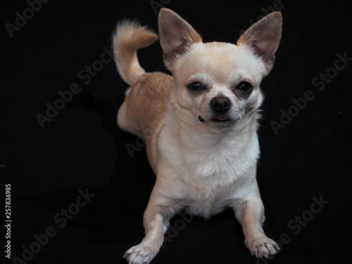 Small dog Chihuahua on a black background © Andrew Rose 