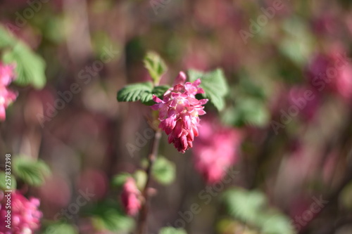 Blut-Johannisbeere (Ribes sanguineum) photo