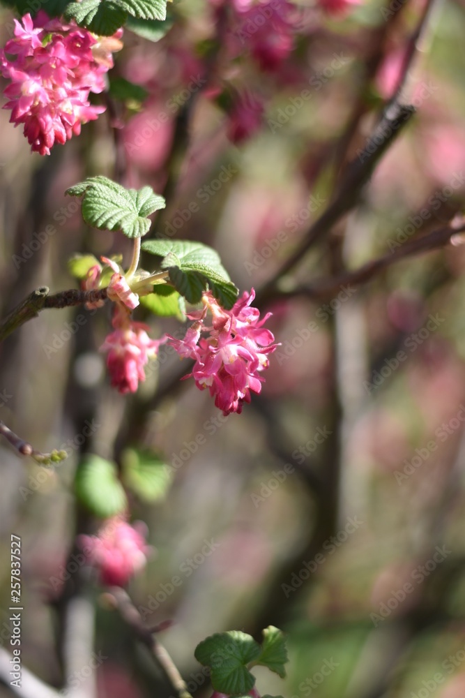 Blut-Johannisbeere (Ribes sanguineum) Blut-Johannisbeere (Ribes sanguineum)
