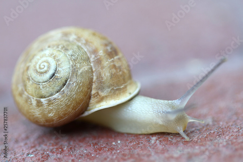 Small snail gliding, very short depth of focus. Latin name: Arianta arbustorum 