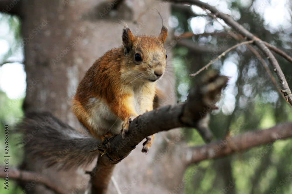Fototapeta premium Cute red squirrel on tree. 