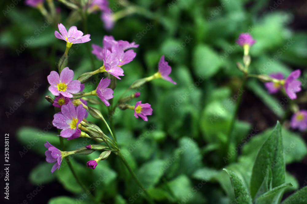 Pink and purple blossom flowers with green background. Pink and purple blossom flowers with green background.