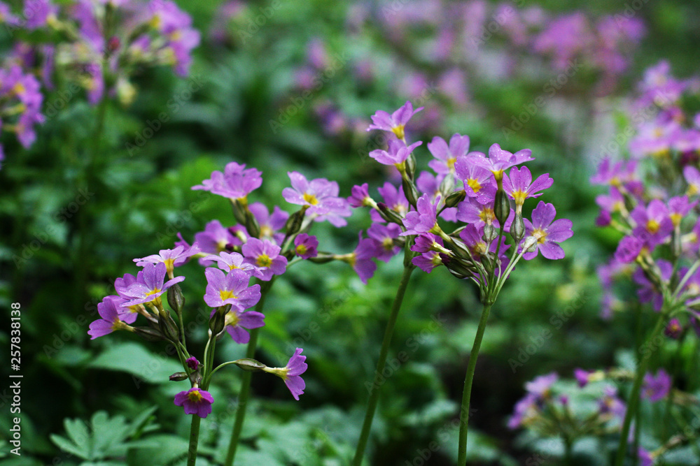 Pink and purple blossom flowers with green background. Pink and purple blossom flowers with green background.