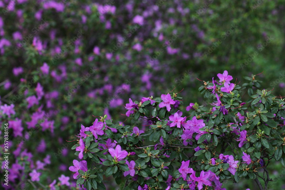 Pink and purple blossom flowers with green background.