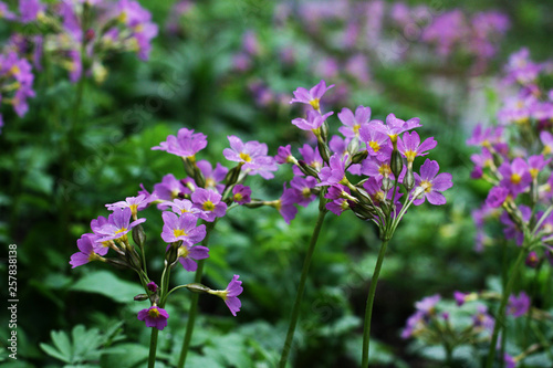 Pink and purple blossom flowers with green background.